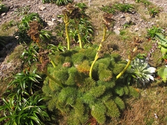 Anisotome antipoda