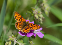 Boloria euphrosyne