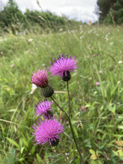Cirsium carolinianum