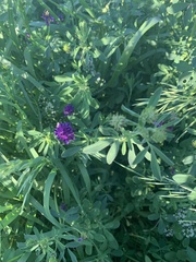 Medicago sativa