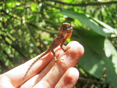 Gonocephalus kuhlii
