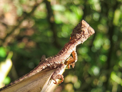 Gonocephalus kuhlii