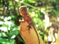 Gonocephalus kuhlii