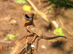 Gonocephalus kuhlii
