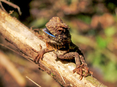 Gonocephalus kuhlii