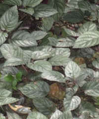 Hemigraphis alternata