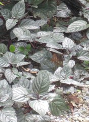 Hemigraphis alternata