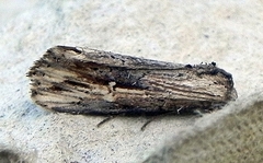 Crambodes talidiformis