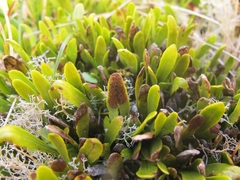 Notogrammitis crassior