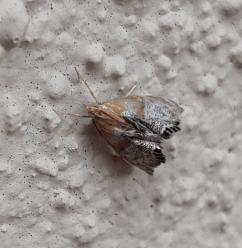 Peppery Dicymolomia photo 3