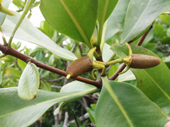 Rhizophora samoensis