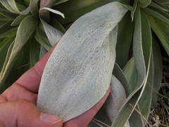 Pleurophyllum hookeri