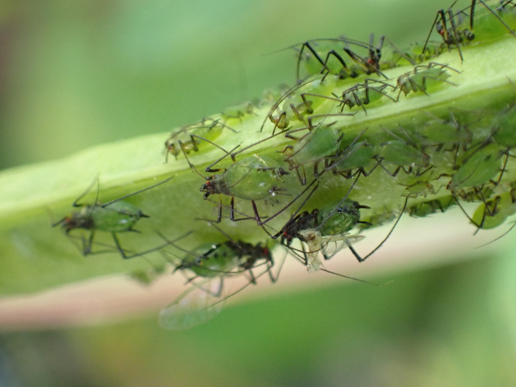 Vetch aphid