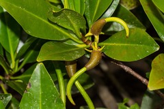 Rhizophora samoensis