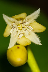 Rhizophora samoensis