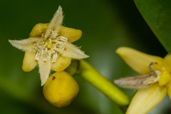 Rhizophora samoensis