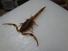 Tityus bahiensis