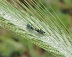 Malachius australis