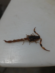 Tityus bahiensis