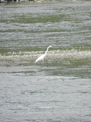 Ardea alba