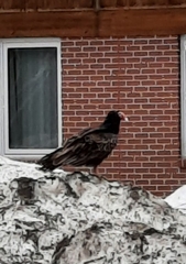 Cathartes aura image