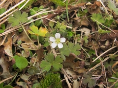Geranium microphyllum