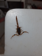 Tityus bahiensis