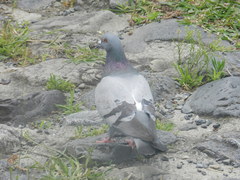 Columba livia