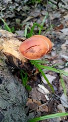 Gymnopilus liquiritiae