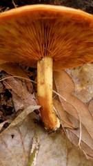 Gymnopilus liquiritiae