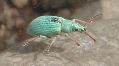 Phyllobius virideaeris