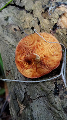 Gymnopilus liquiritiae