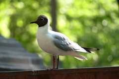 Chroicocephalus ridibundus