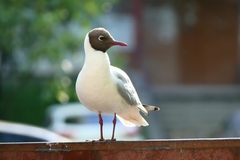 Chroicocephalus ridibundus