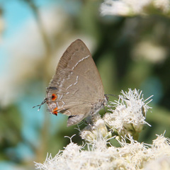 Contrafacia catharina