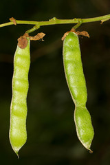 Pueraria montana lobata