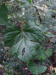 Pueraria montana lobata