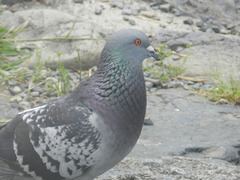 Columba livia