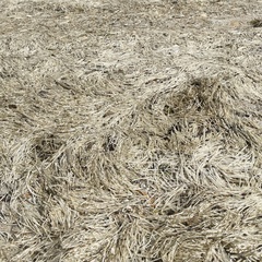 Syringodium filiforme