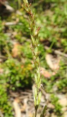 Arrhenatherum elatius bulbosum