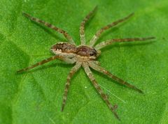 Dolomedes dondalei