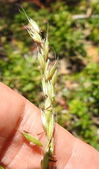 Arrhenatherum elatius bulbosum