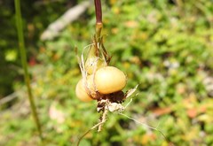 Arrhenatherum elatius bulbosum