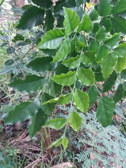 Micromelum minutum