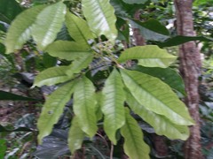 Picrella glandulosa