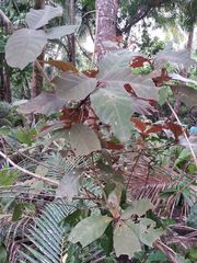 Graptophyllum pictum