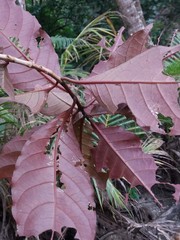 Graptophyllum pictum