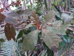 Graptophyllum pictum