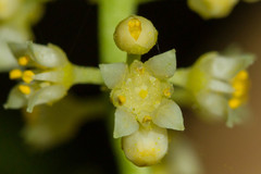 Picrella glandulosa