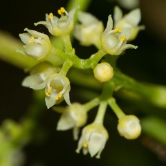 Picrella glandulosa